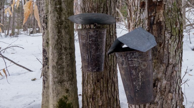 maple syrup buckets